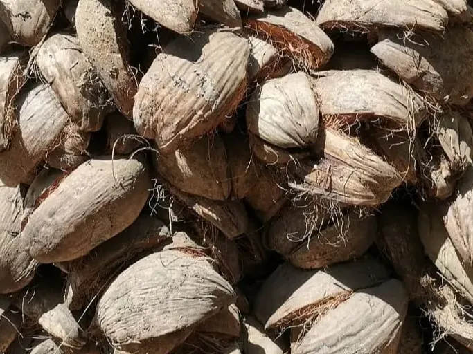 Cocos Nucifera