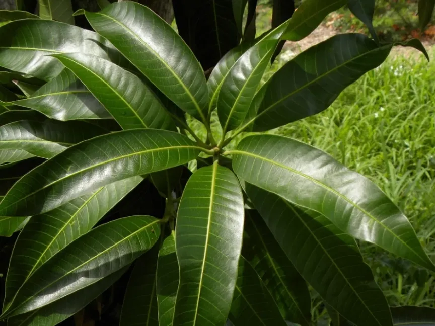 Mangifera Indica